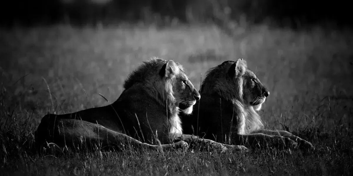 Two Kings in the Morning Light, Kenya, by Laurent Baheux-PurePhoto