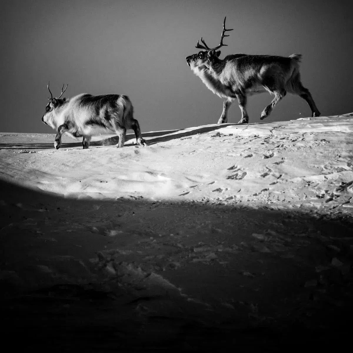 Two Reindeer, Svalbard, by Laurent Baheux-PurePhoto