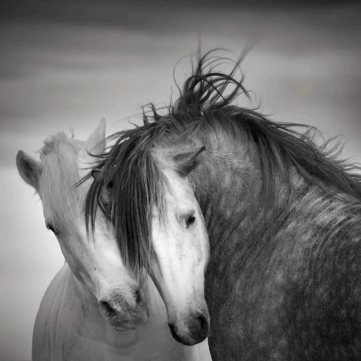 Two Stallions, Camargue, by Jonathan Chritchley-PurePhoto