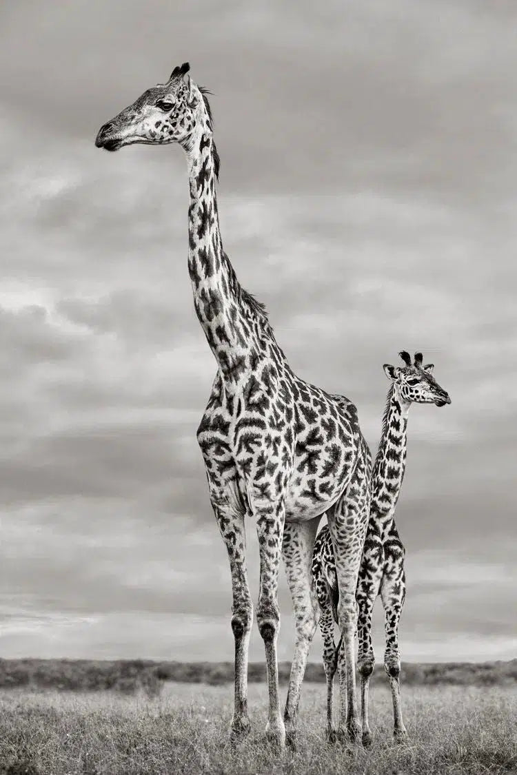 Two of a Kind, by Drew Doggett-PurePhoto