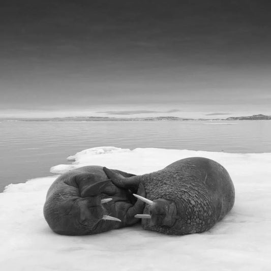Walrus, by Paul Souders-PurePhoto