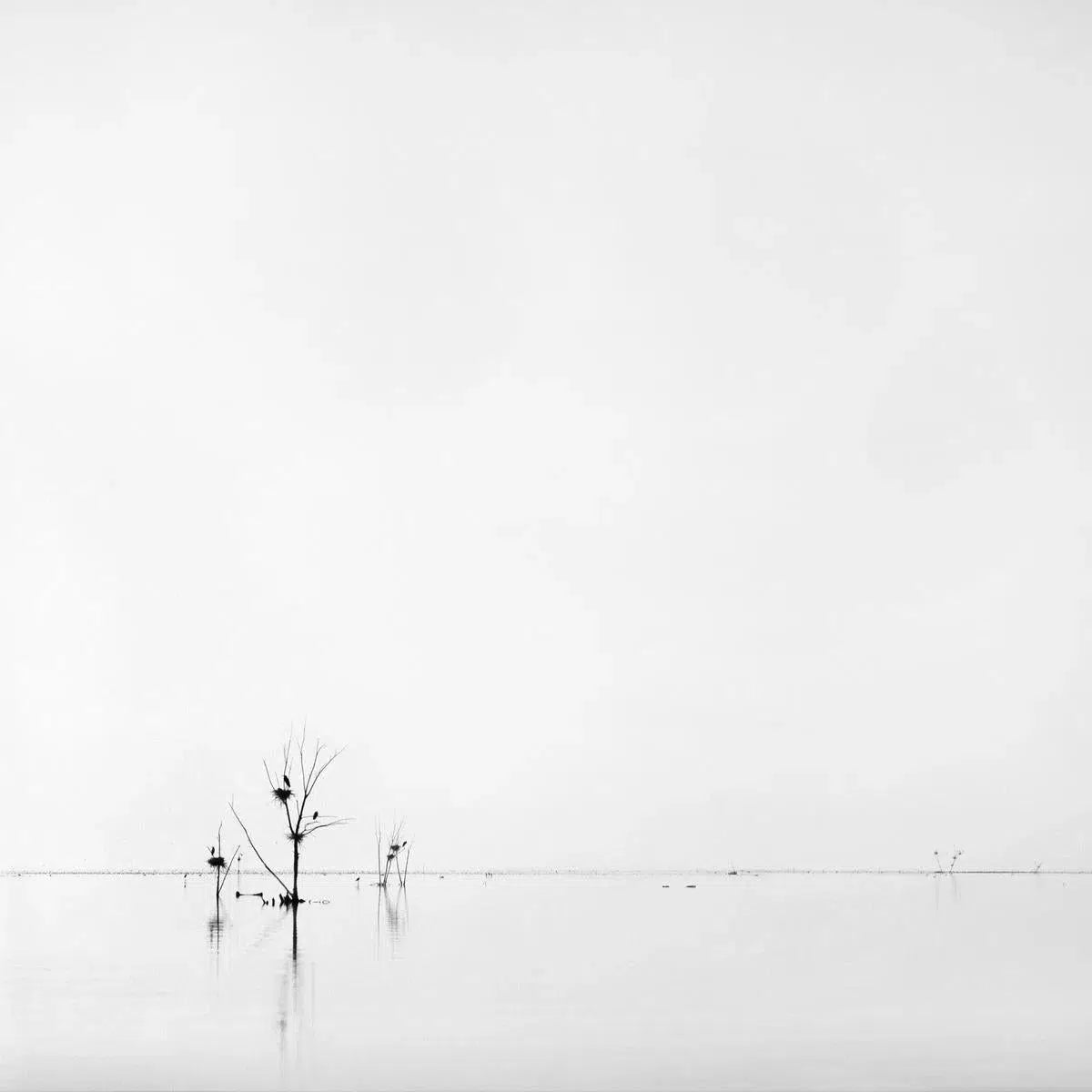 We Three Trees, by Bryce Olsen-PurePhoto