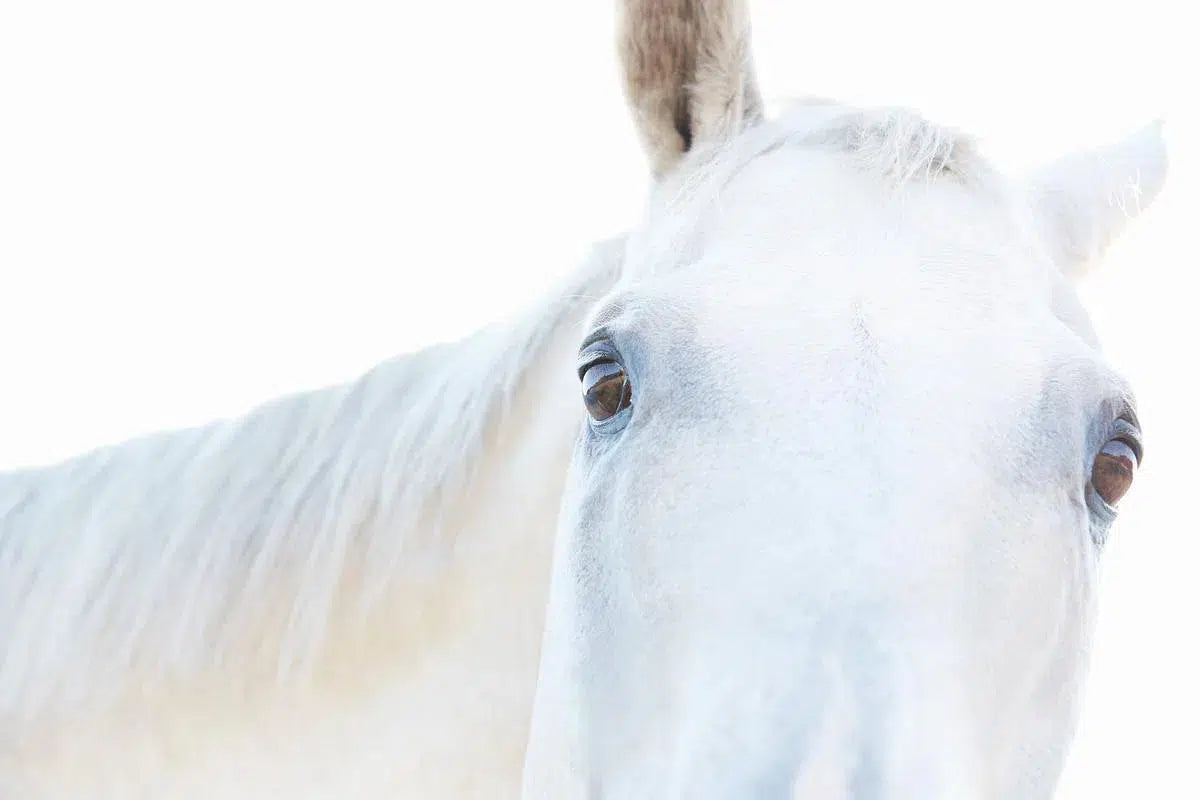 White Horse 08, by Trinette + Chris-PurePhoto