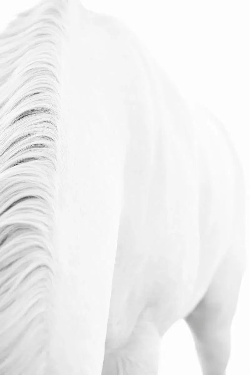 White Horse 10, by Trinette + Chris-PurePhoto
