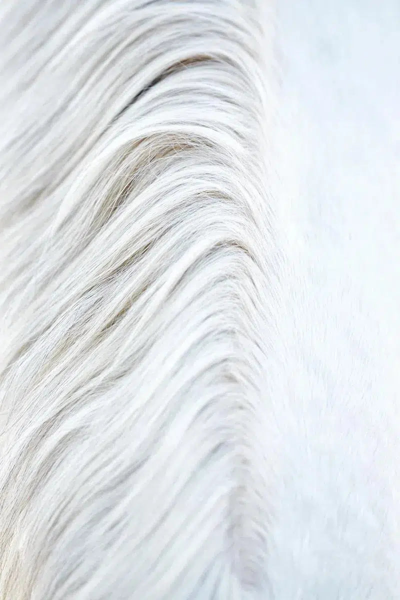 White Horse 13, by Trinette + Chris-PurePhoto