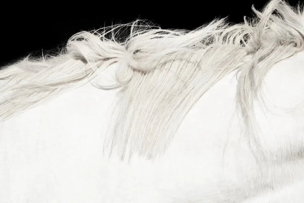 White Horse on Black 01, by Trinette + Chris-PurePhoto