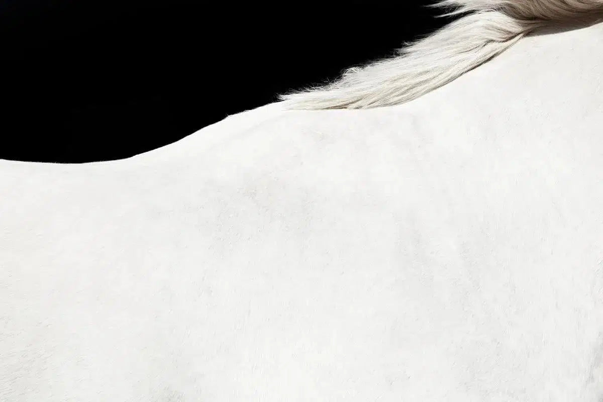 White Horse on Black 02, by Trinette + Chris-PurePhoto