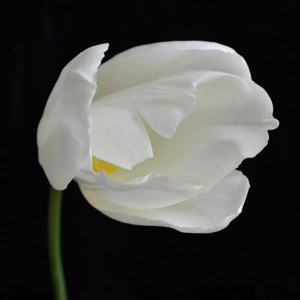 White Tulip, by Cristina Paulin-PurePhoto