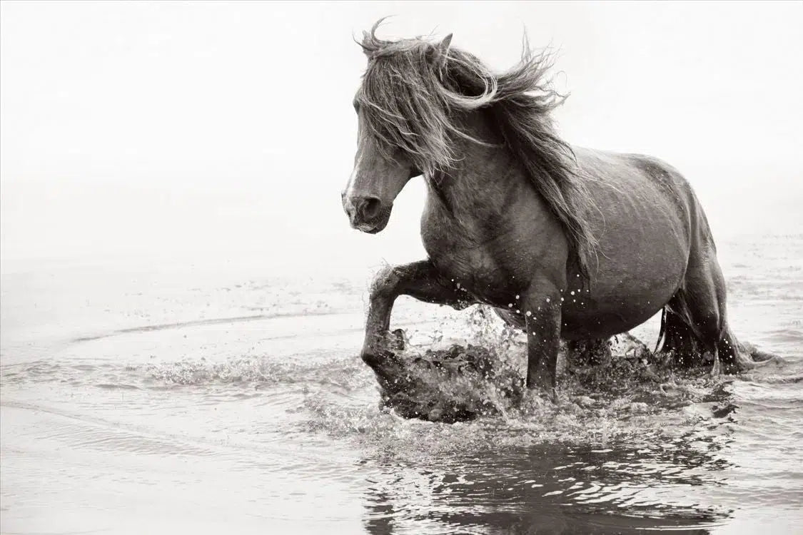 Wild Spirit, by Drew Doggett-PurePhoto