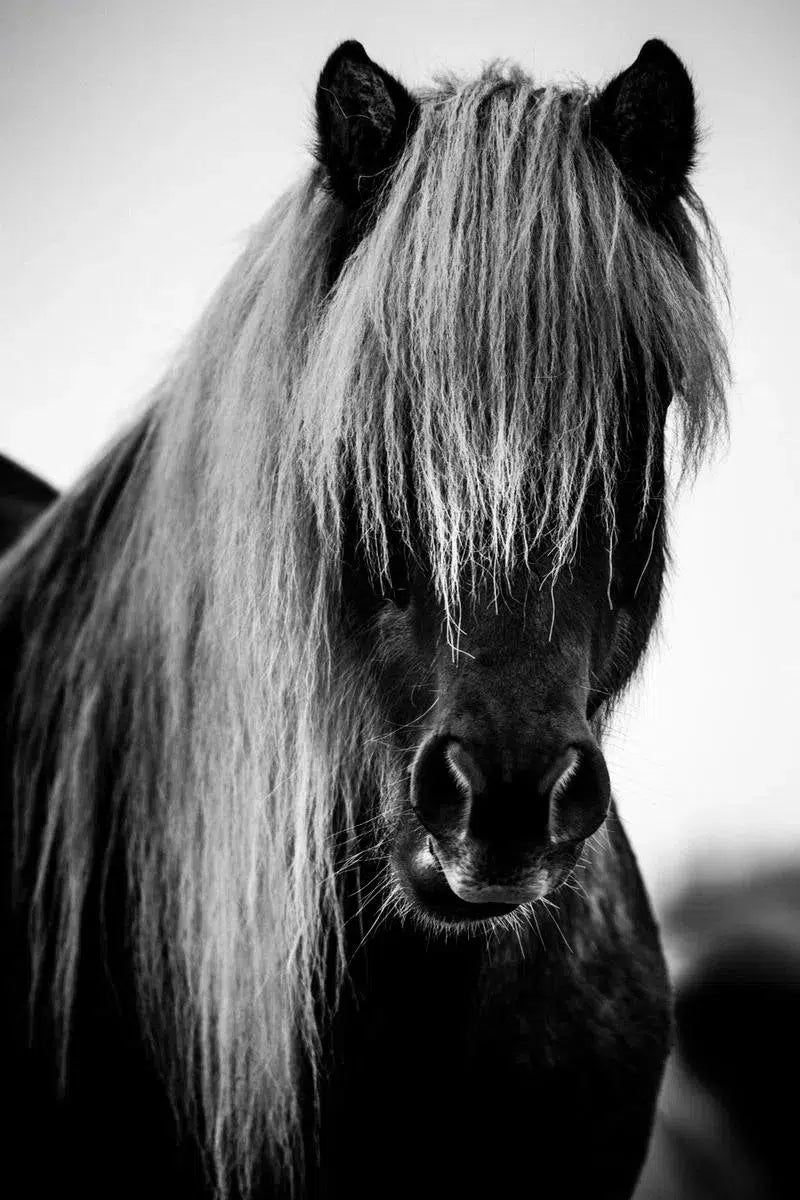 Wild and Romantic II, by Laurent Baheux-PurePhoto