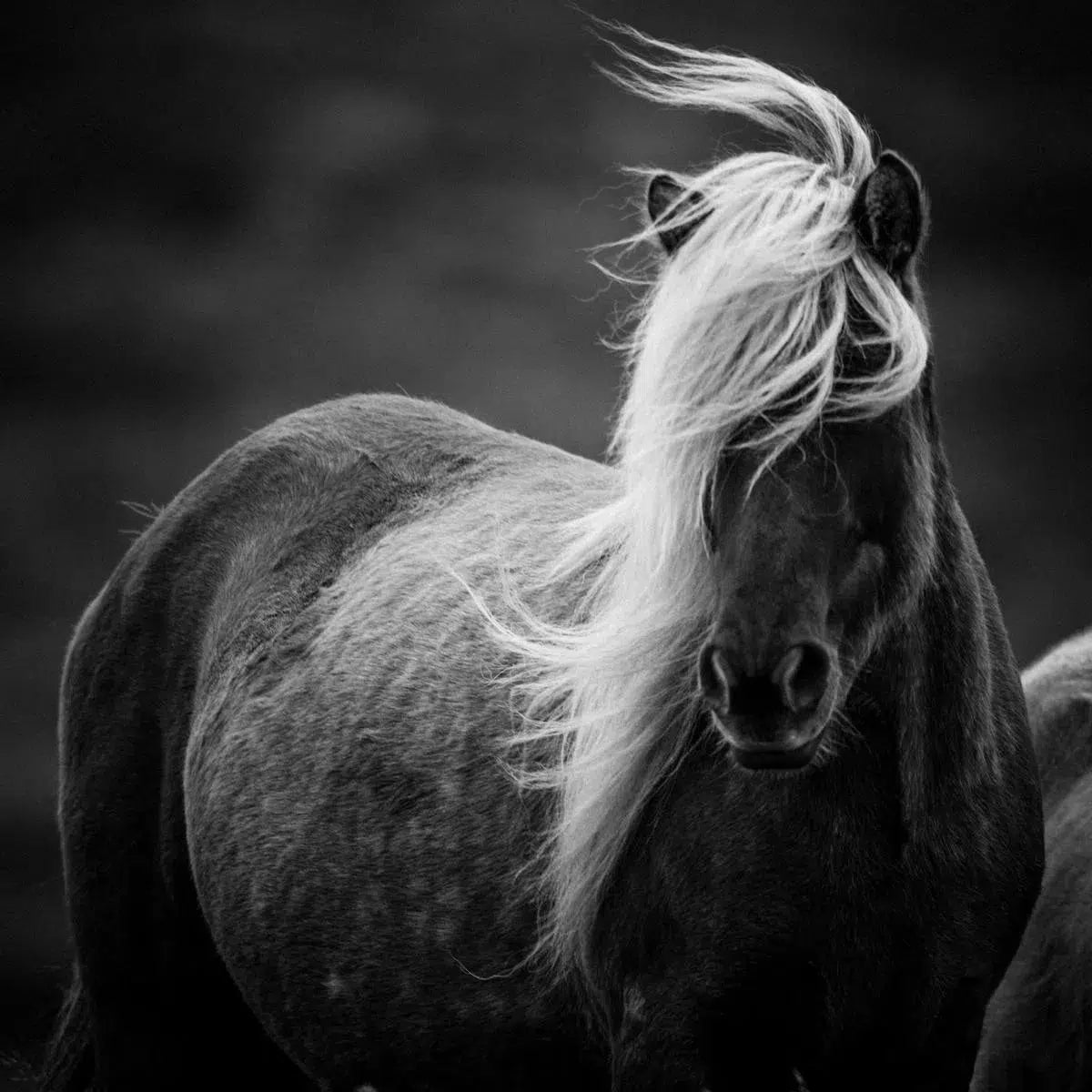 Wild and Romantic, by Laurent Baheux-PurePhoto