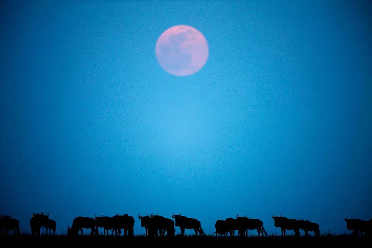 Wildebeest & Moonrise, by Paul Souders-PurePhoto