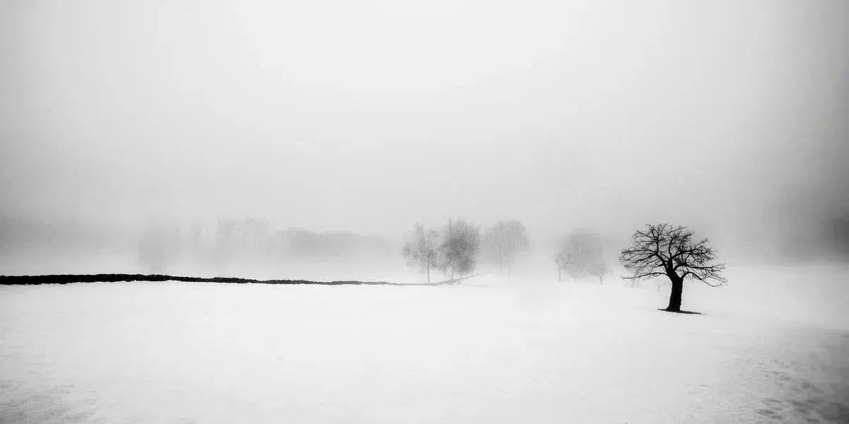 Winter 4, by Ann Dahlgren-PurePhoto