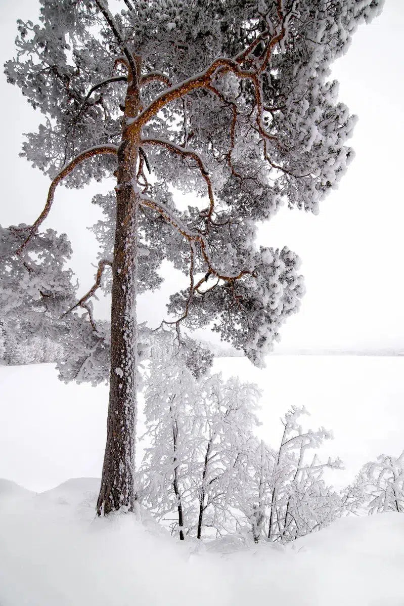Winter Pine, by Ari Salmela-PurePhoto