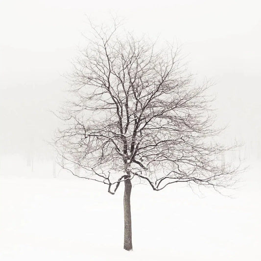Winter Solstice, by Irene Suchocki-PurePhoto