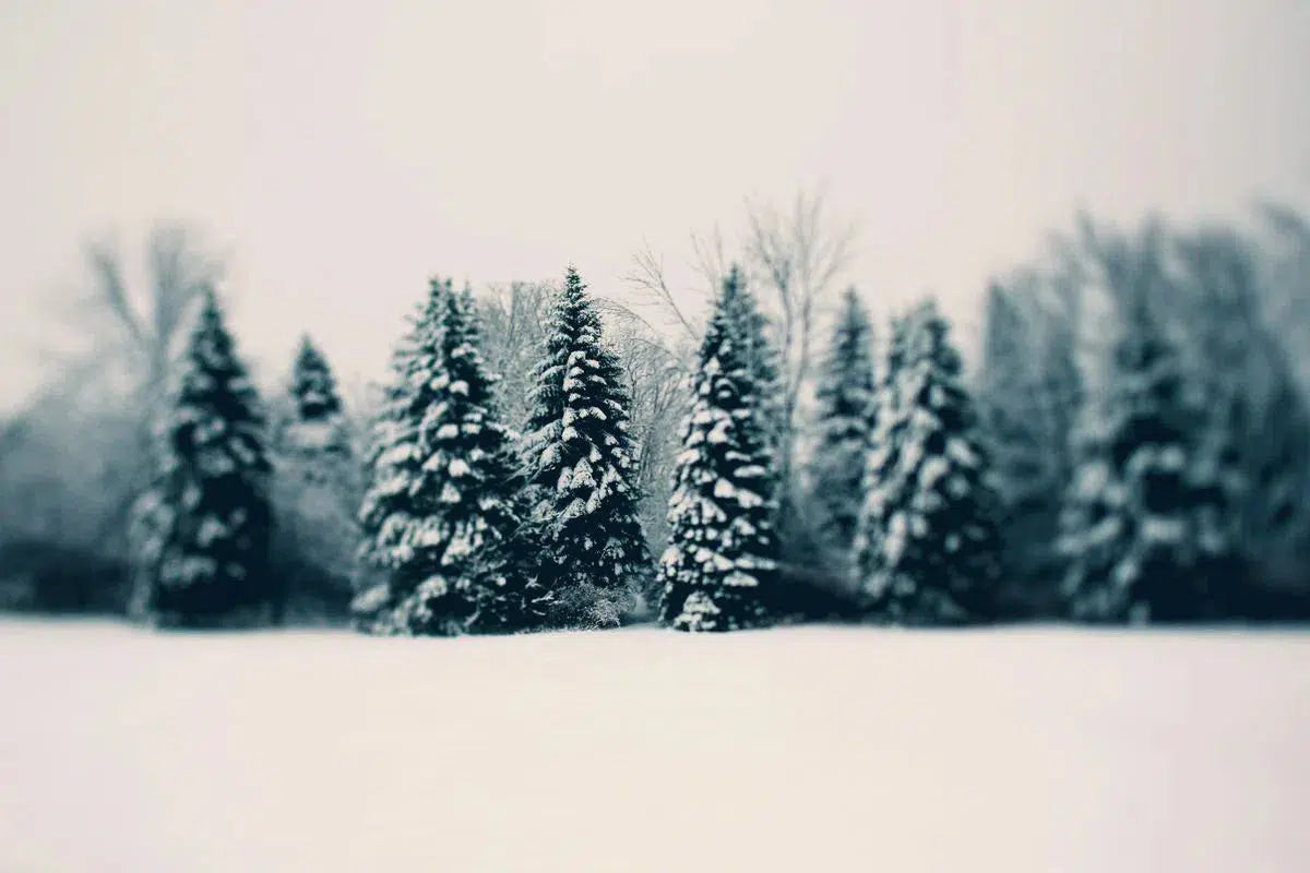 Winter and Woods, by Alicia Bock-PurePhoto