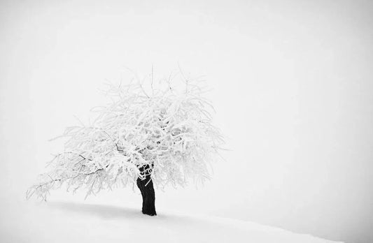 Winterly Haiku 3074, by Andrei Baciu-PurePhoto