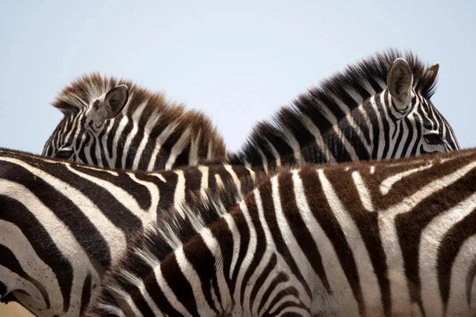 Zebra Stripes, by Paul Souders-PurePhoto