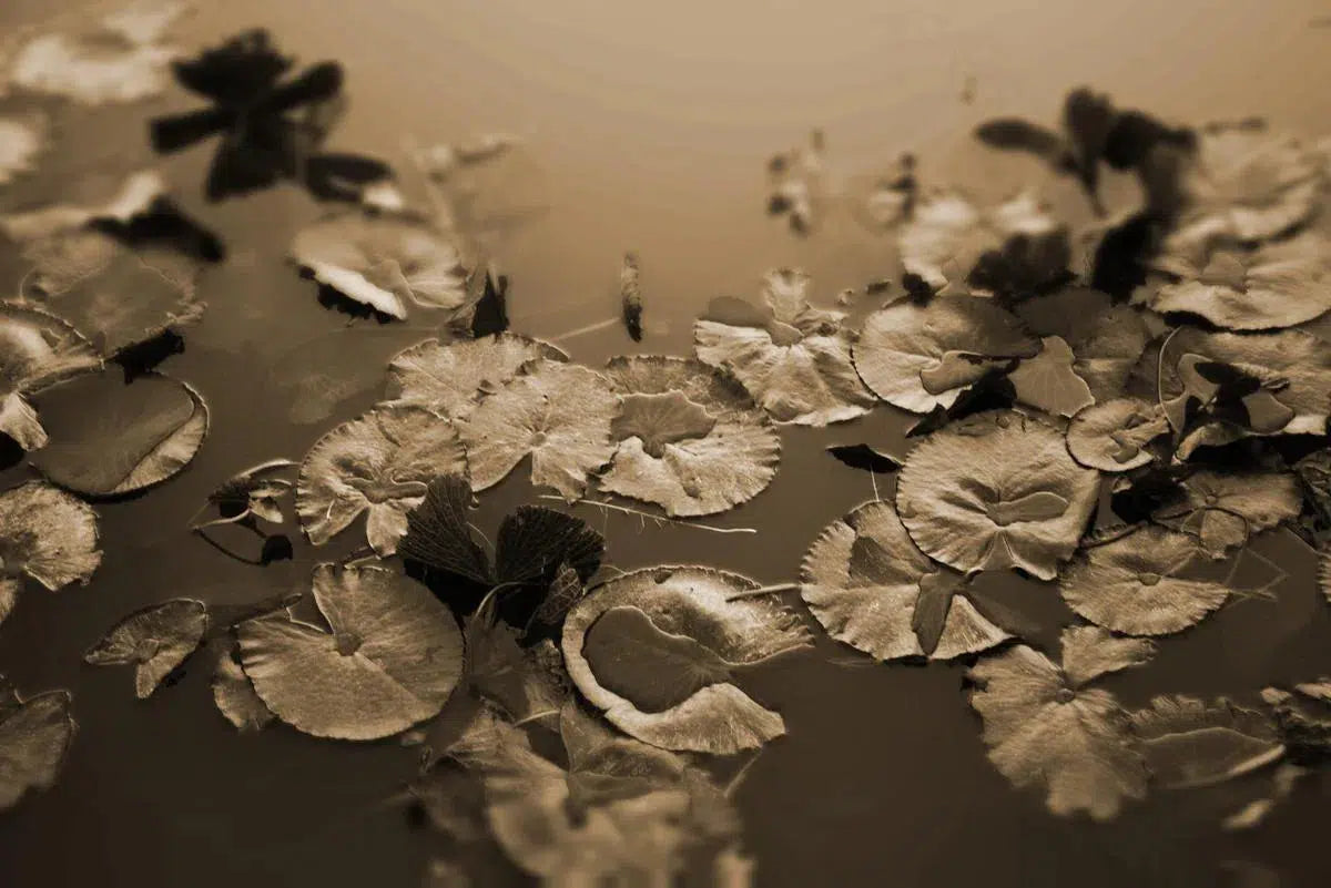 be still in sepia, by Francesca Ritchey-PurePhoto