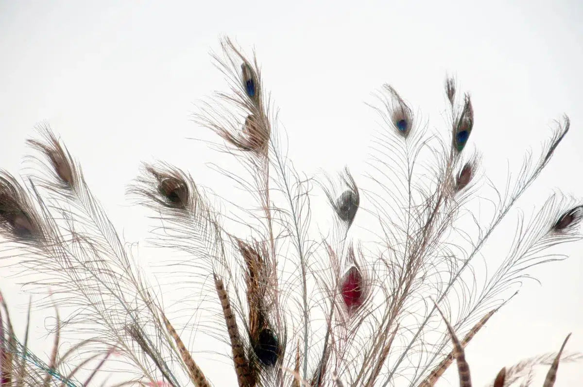 feathers, by Francesca Ritchey-PurePhoto