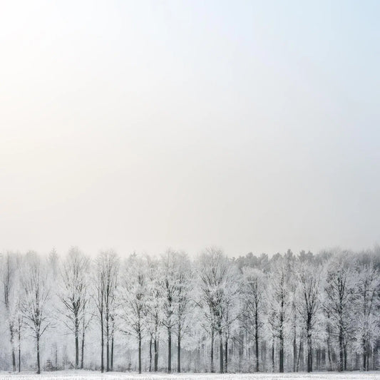 frost, by Piet Flour Senior-PurePhoto
