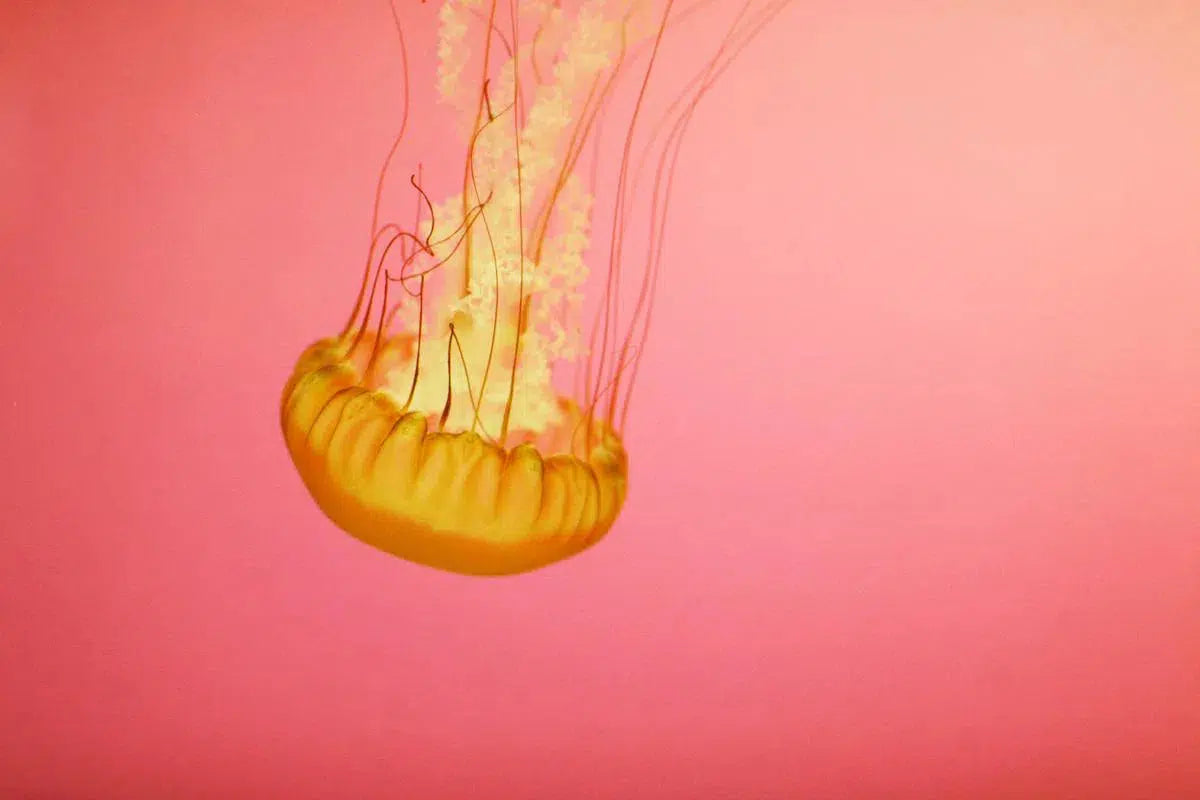 jelly IX, by Alicia Bock-PurePhoto