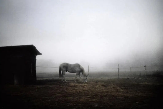 polaroid horse, by Andrea Buzzichelli-PurePhoto