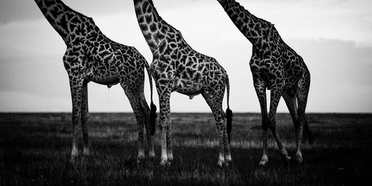 Laurent Baheux's Wildlife Photos Are Now Available!