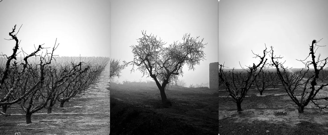 Fine Art B&W Photographs and Museum Prints