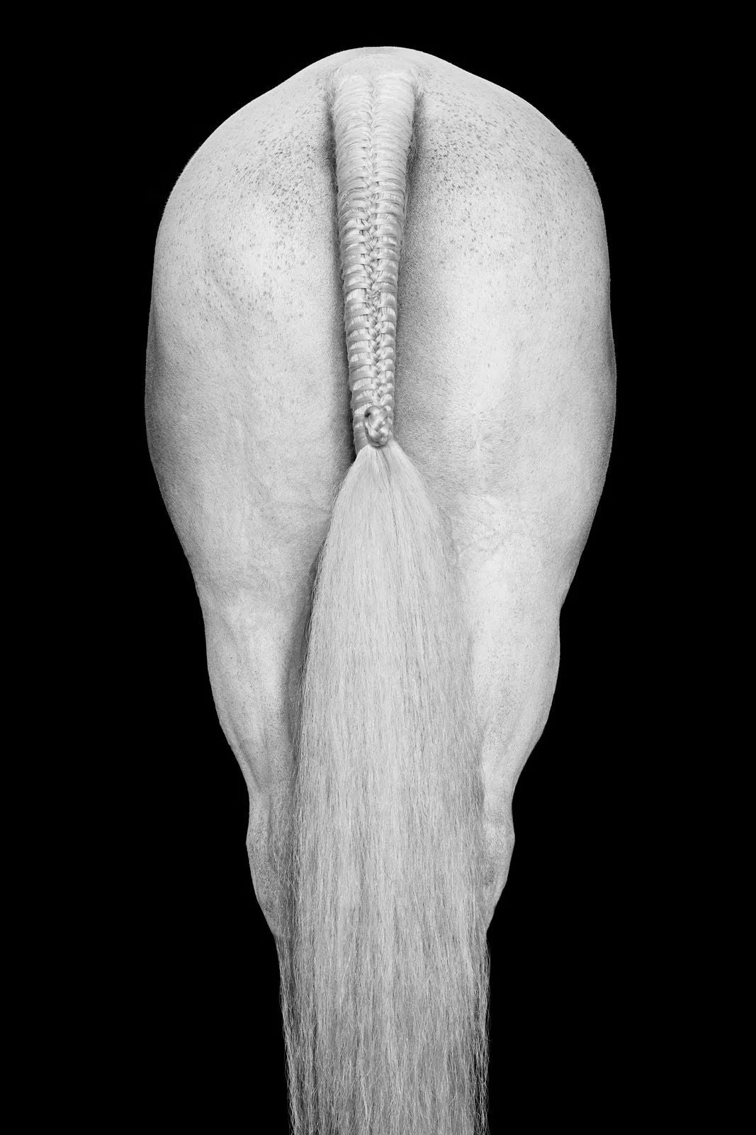 Ryan's favorite Equine images: Ryan selected these images to showcase our artists' ability to capture these majestic creatures with intimate details, personality and danger.