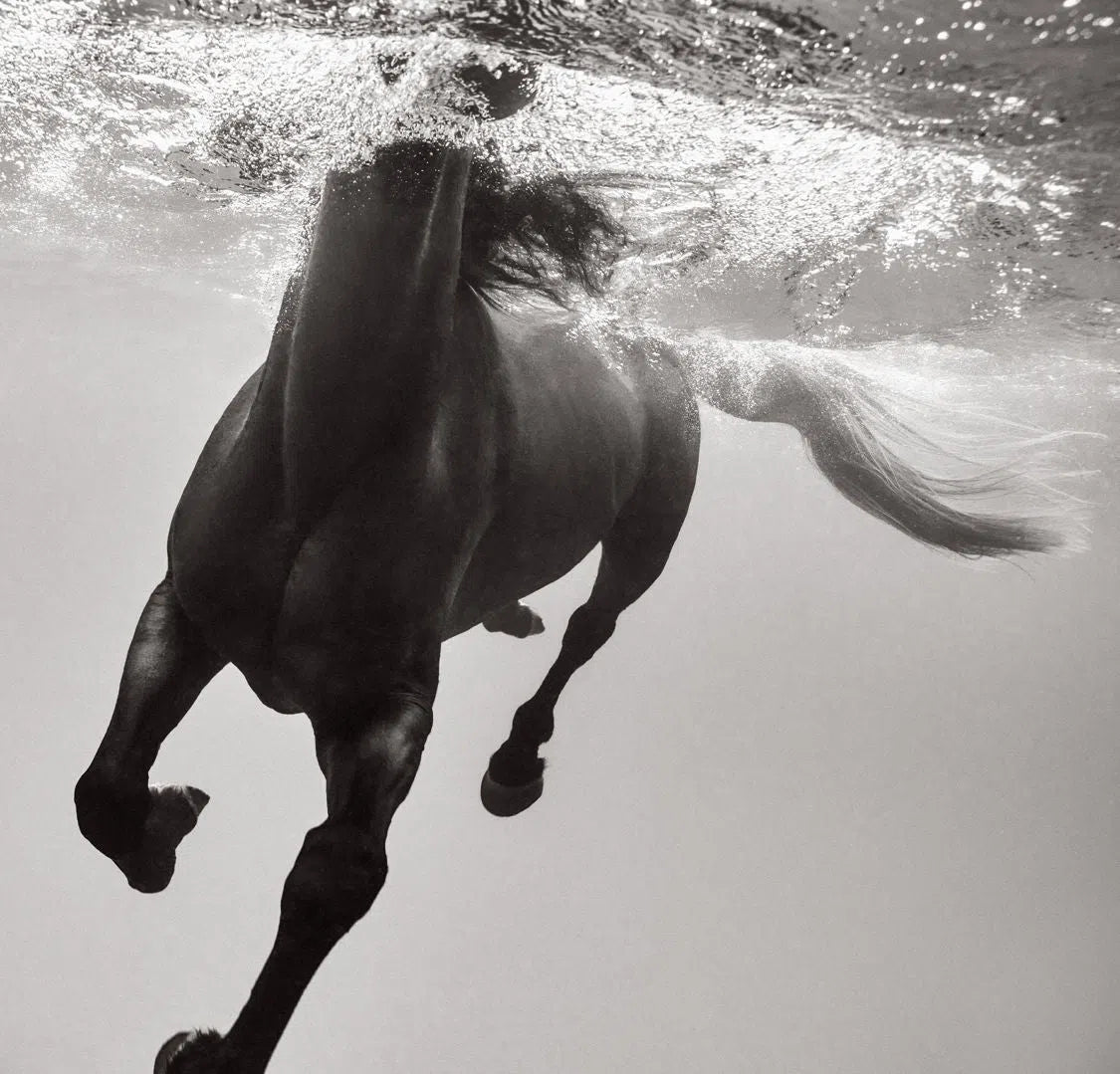 Equus: Underwater Rhythm