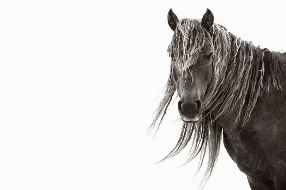 Discovering the Horses of Sable Island