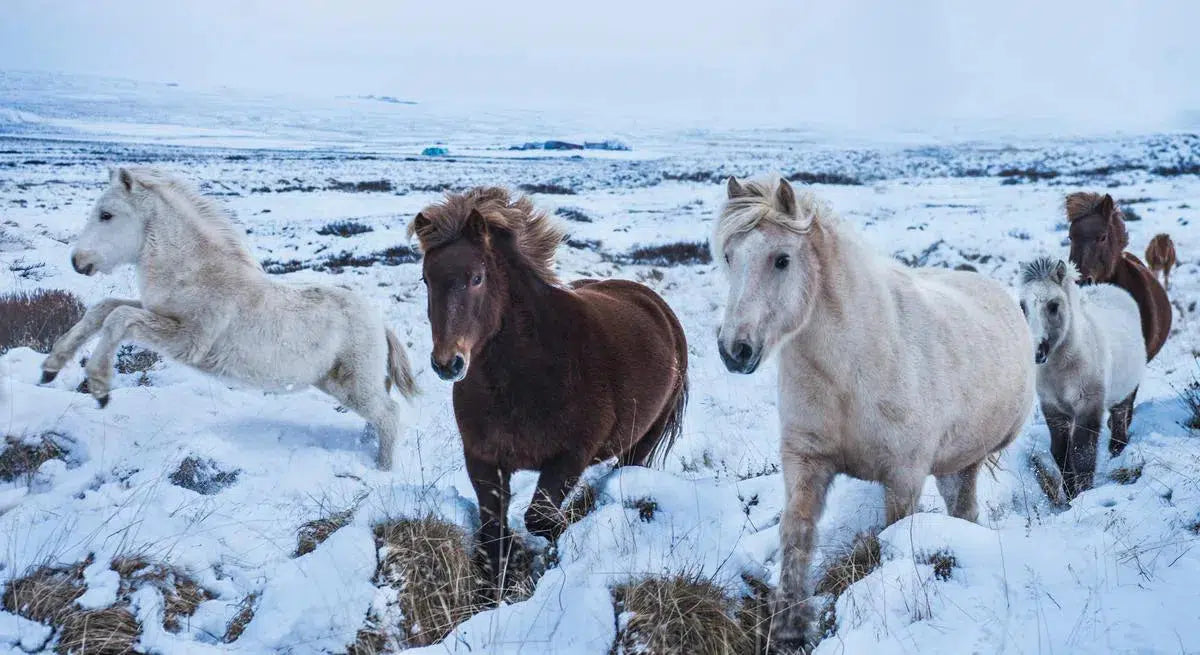 Snowy Stallions, by Garret Suhrie
