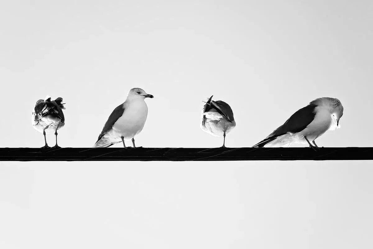 A Day in the Life, by Linda Ruiz-PurePhoto