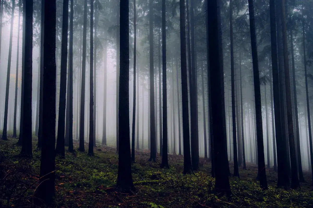 A Foggy Forest I – Germany, by Jan Erik Waider-PurePhoto
