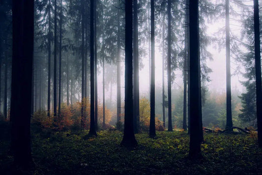 A Foggy Forest II – Germany, by Jan Erik Waider-PurePhoto