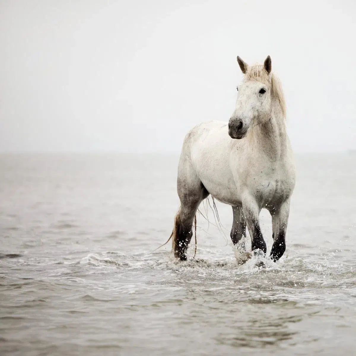 A Heart So White, by Irene Suchocki-PurePhoto