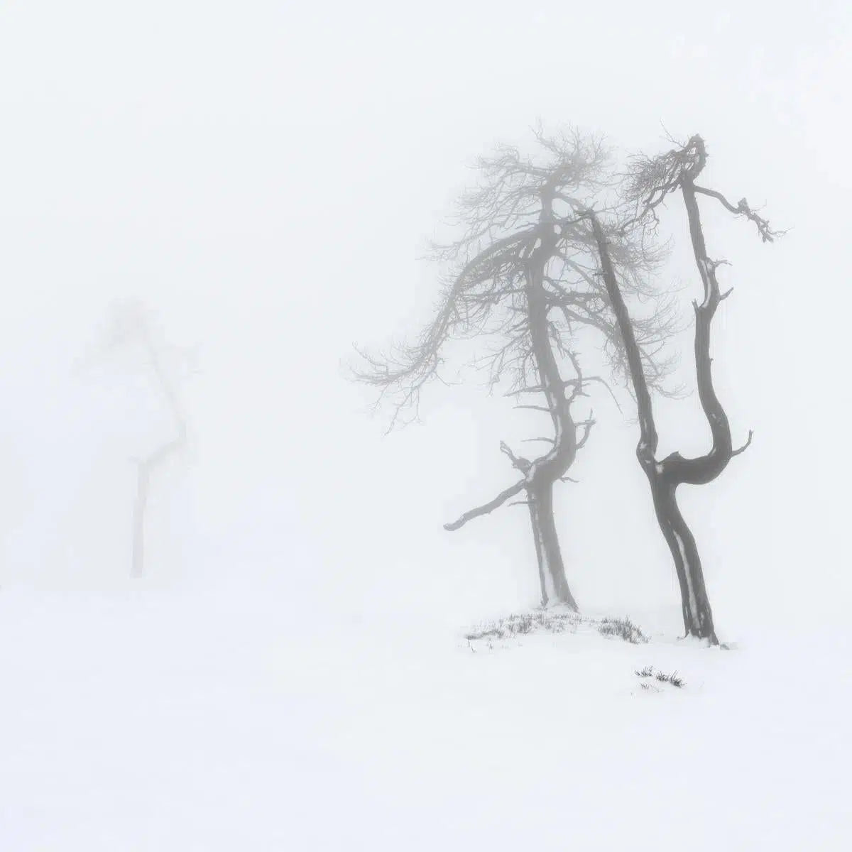 A couple of trees and one tree, by Julien Coomans-PurePhoto