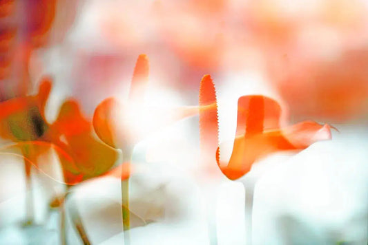 ARACEAE 2 FLOWER, by Eiwy Ahlund-PurePhoto