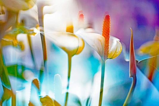 ARACEAE FLOWER 1, by Eiwy Ahlund-PurePhoto