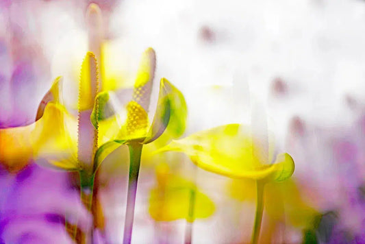 ARACEAE FLOWER 3, by Eiwy Ahlund-PurePhoto