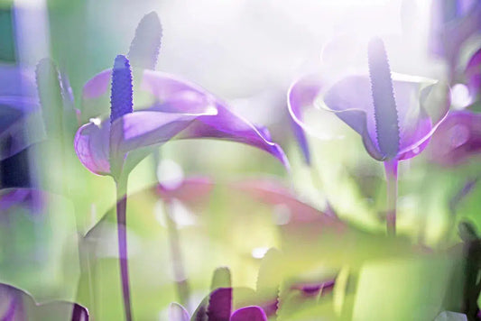 ARACEAE FLOWER 5, by Eiwy Ahlund-PurePhoto