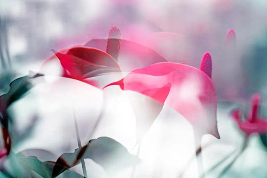 ARACEAE FLOWER 6, by Eiwy Ahlund-PurePhoto