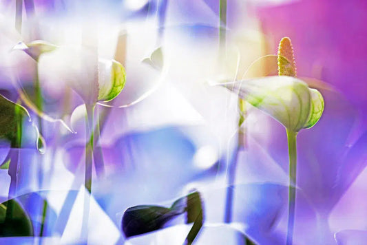 ARACEAE FLOWER 7, by Eiwy Ahlund-PurePhoto