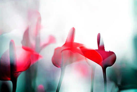 ARACEAE FLOWER 8, by Eiwy Ahlund-PurePhoto