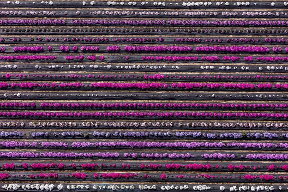 Abacus, by Donn Delson-PurePhoto