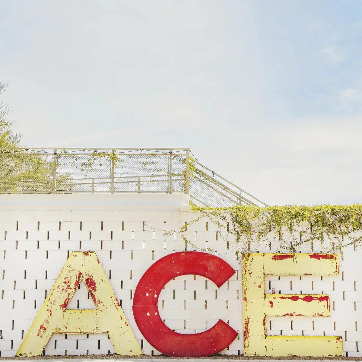 Ace, by Irene Suchocki-PurePhoto