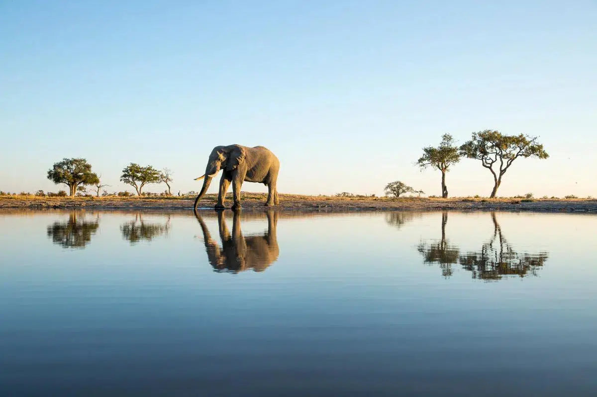 African Elephant at Savuti Marsh, by Paul Souders-PurePhoto