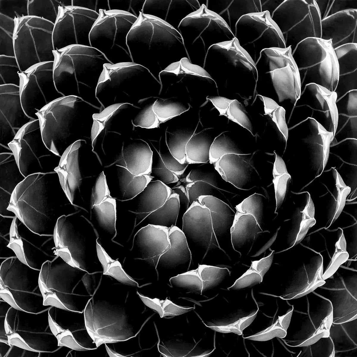 Agave, by Ann Dahlgren-PurePhoto