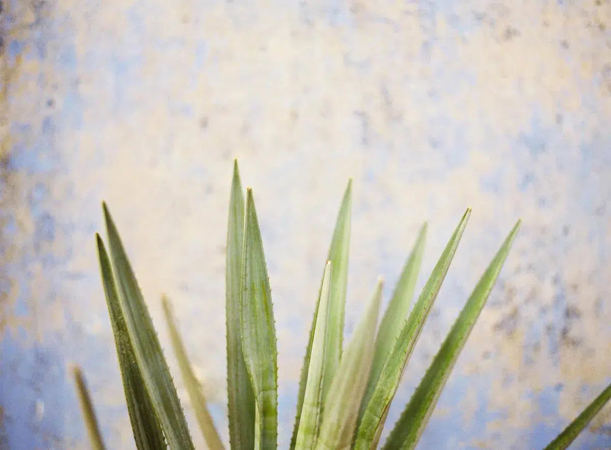 Agave, by Erich McVey-PurePhoto